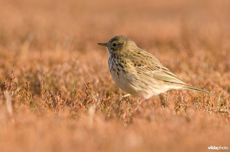 Boompieper verzamelt grassprietjes in heideveld