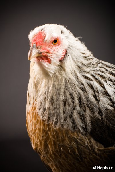 Studioportret van een Twents Hoen, een gedomesticeerd kippenras