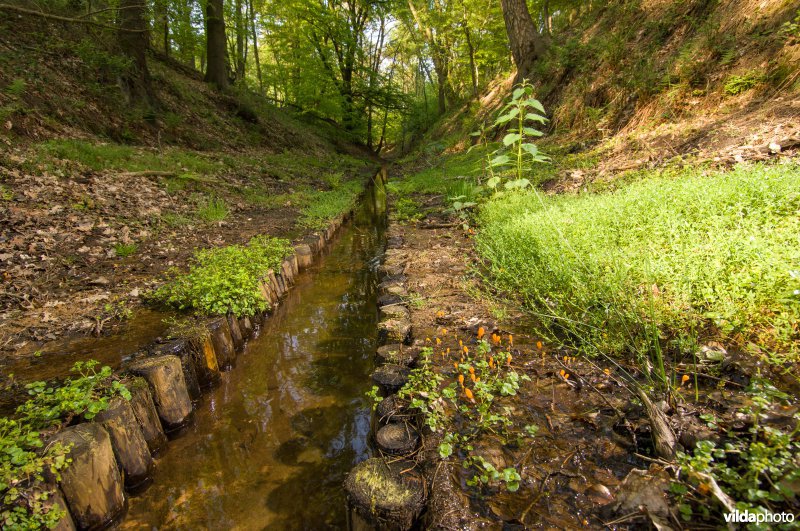 Beekmijtertjes in een sprengenbeek op de Veluwezoom