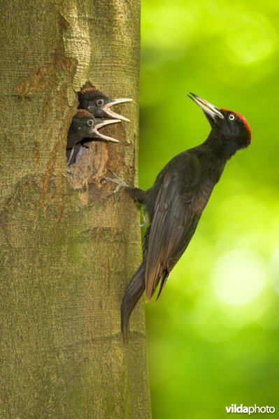 Zwarte specht in een beukenbos.