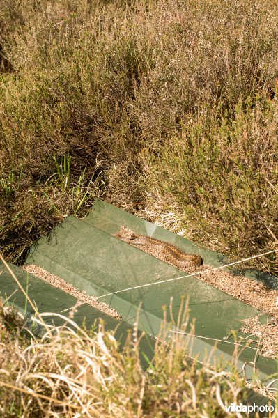 Een adder ligt te zonnen op een metalen plaat, door onderzoekers uitgelegd voor monitoring (onderzoek) naar reptielen. De platen warmen snel op en zijn daarom aantrekkelijk voor reptielen, die warmte nodig hebben voor hun eigen activiteit.