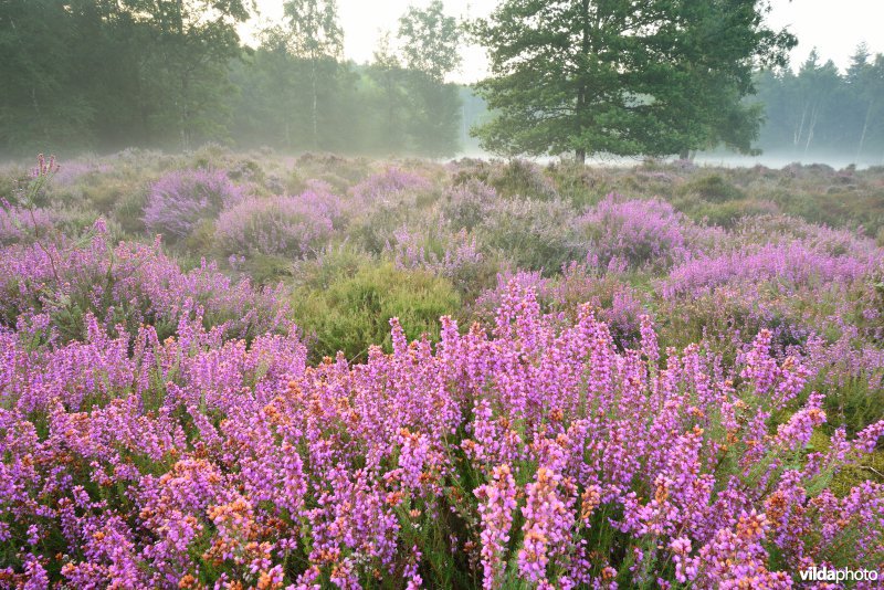 Rode dophei-reservaat