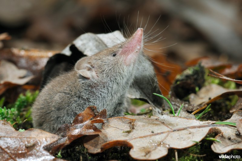 Nieuwsgierige huisspitsmuis