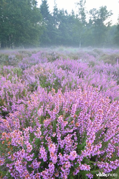 Rode dophei-reservaat