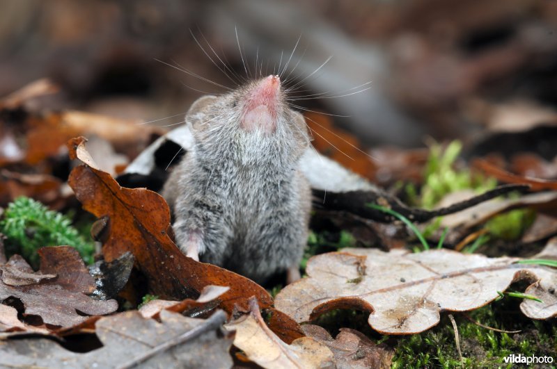 Huisspitsmuis komt piepen