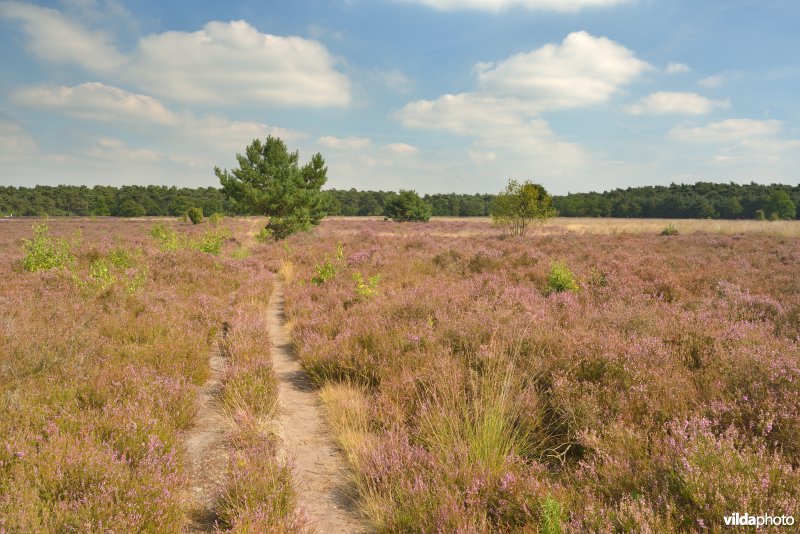 Kattenbosserheide