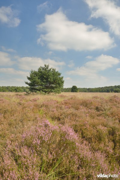 Kattenbosserheide