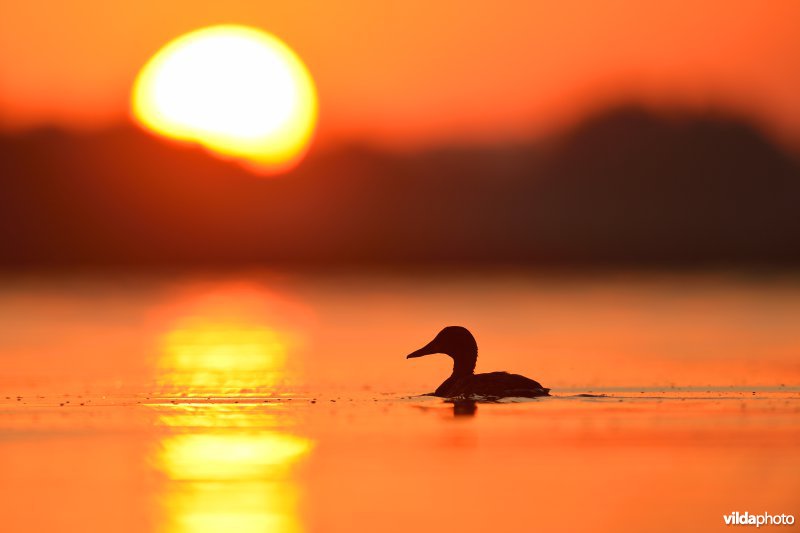 Wilde eend in de Blankaart tijdens zonsopgang