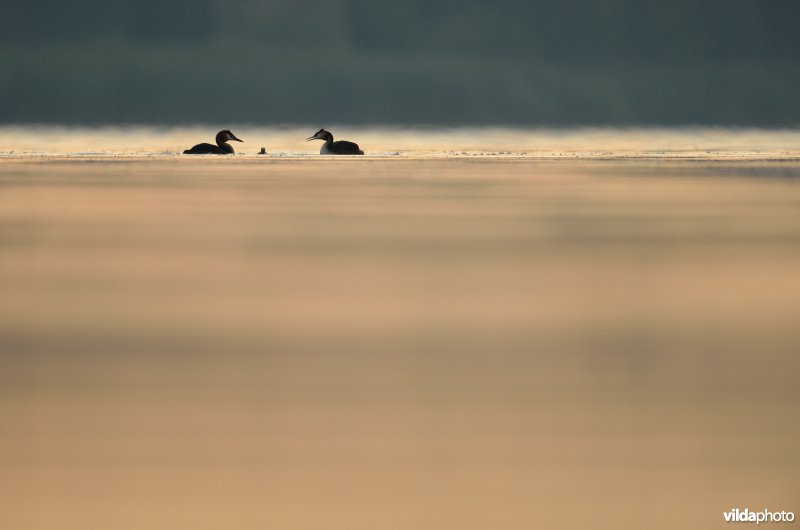 Natuurreservaat De Blankaart