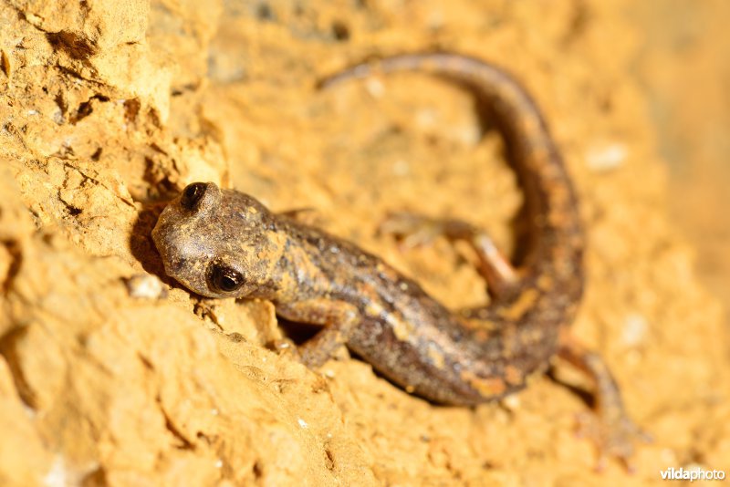 Ambrosi's grottensalamander