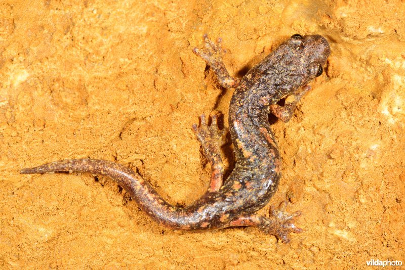 Ambrosi's grottensalamander