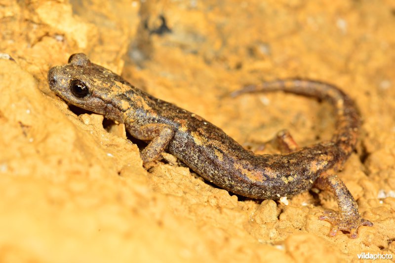 Ambrosi's grottensalamander