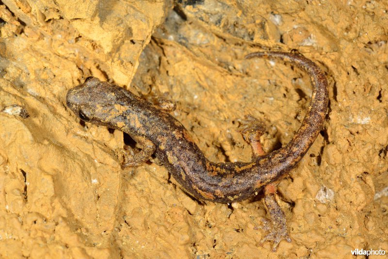 Ambrosi's grottensalamander