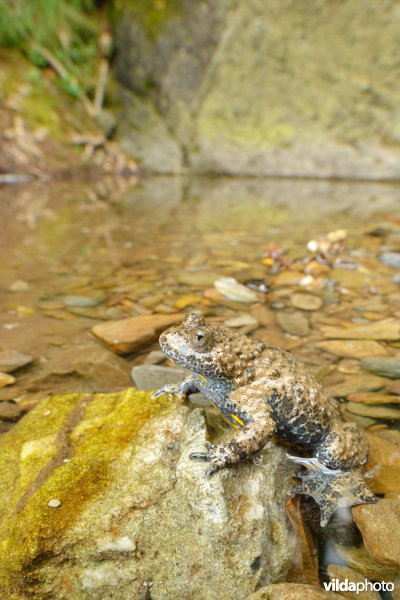 Italiaanse geelbuikvuurpad