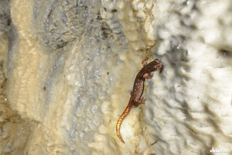 Ligurische grottensalamander