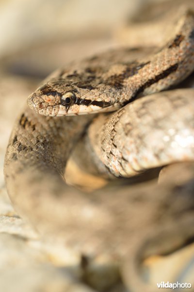 Girondische gladde slang