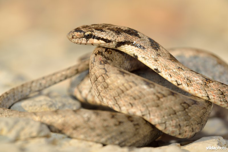 Girondische gladde slang