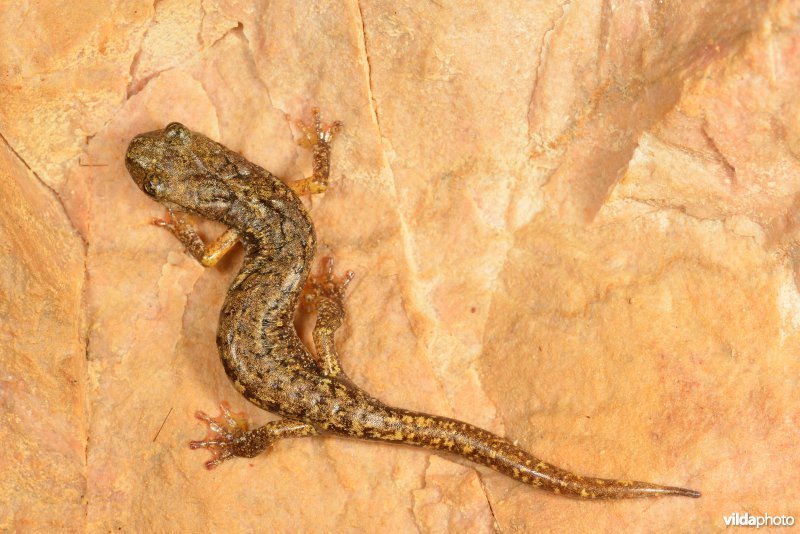 Ligurische grottensalamander