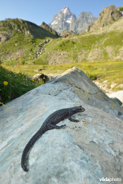 Lanza's alpenlandsalamander