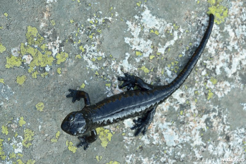 Lanza's alpenlandsalamander