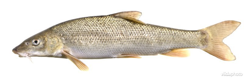Barbeel