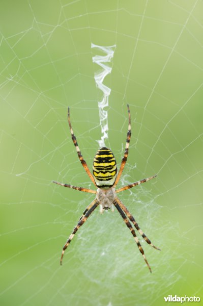 De wespspin (Argiope bruennichi) is een spin uit de familie Araneidae, ook wel echte spinnen genoemd. Andere benamingen zijn wespenspin, tijgerspin of wielwebspin, en de wetenschappelijke naam wordt soms wel eens als Argiope bruennichii gespeld.