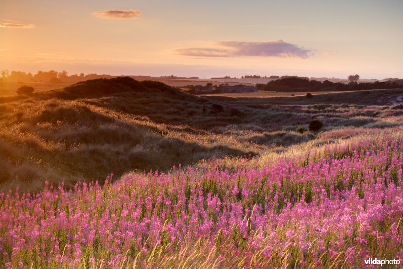 Zonsondergang boven de duinen