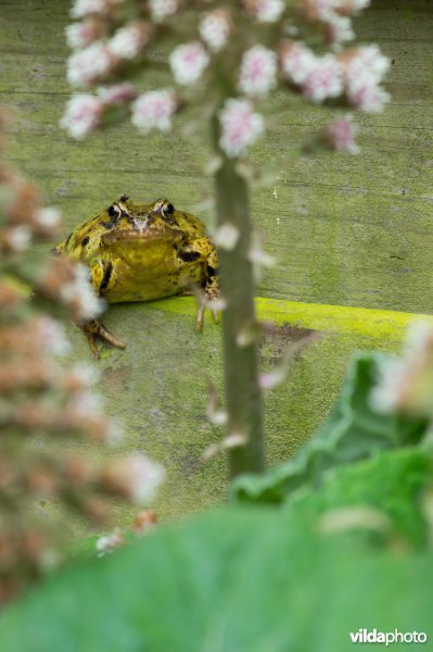 Bruine kikke op houten schutting in standstuin achter bloeiend groot hoefblad