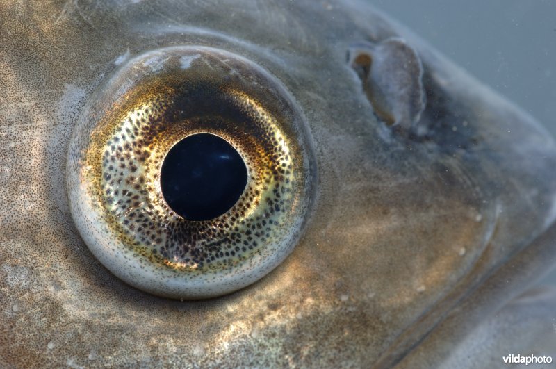 Close-up van een giebel