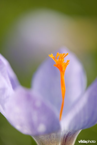 Herfstkrokussen in een tuin