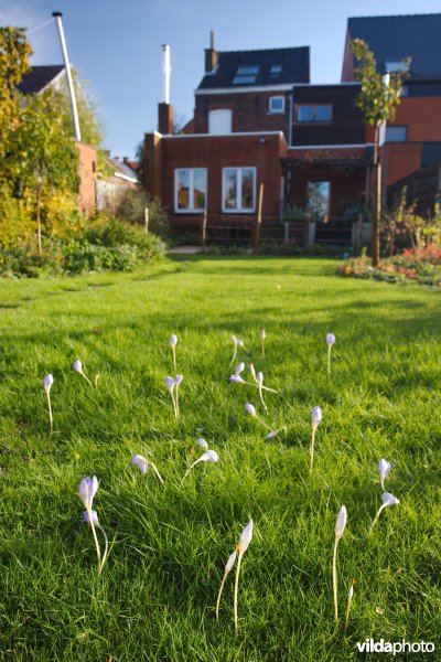 Herfstkrokussen in een tuin