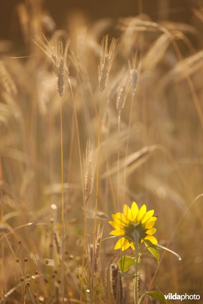 Zonnebloem in een kruidenakker