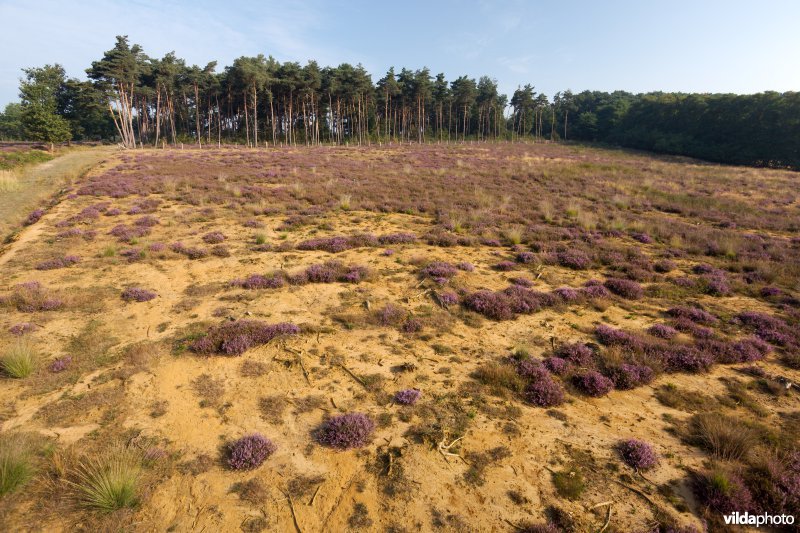 Natuurontwikkeling