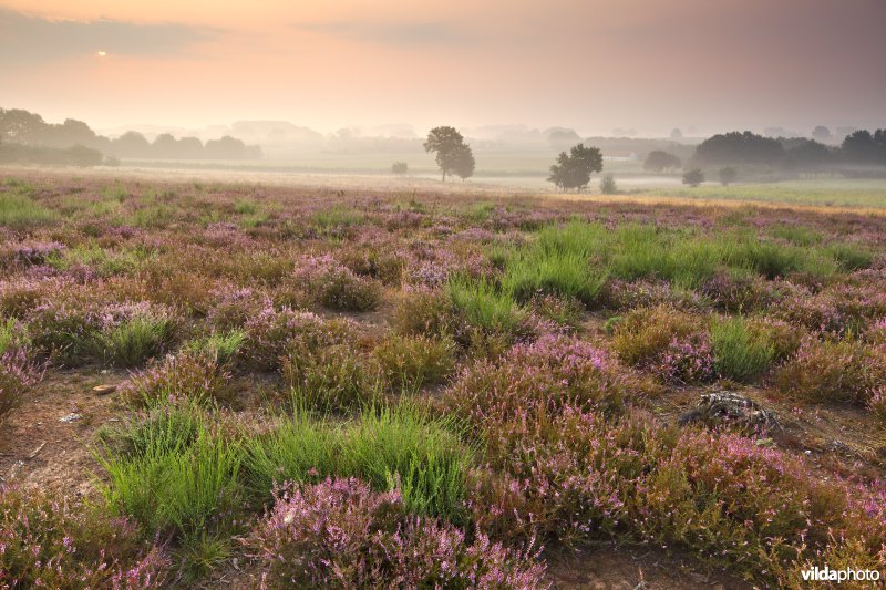 Natuurontwikkeling