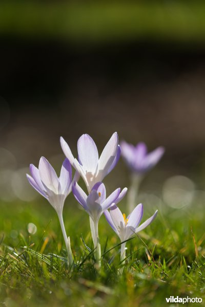 Krokussen in een tuin