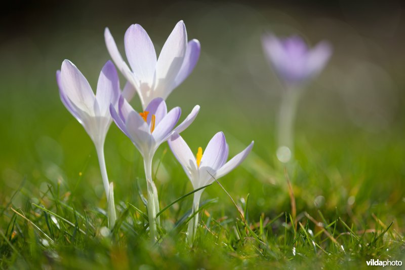 Krokussen in een tuin