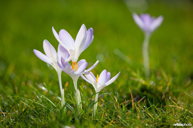 Krokussen in een tuin