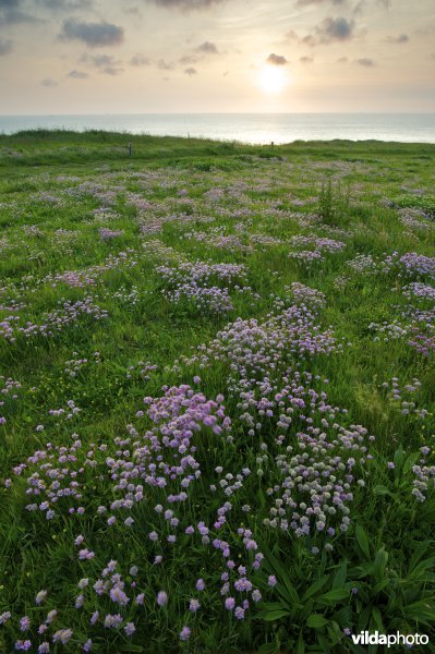 Zonsondergang aan de klifkust begroeid met Engels gras