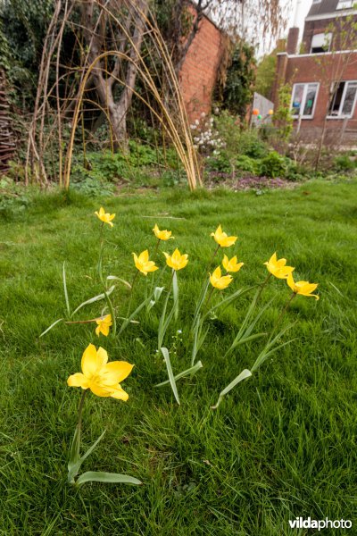 Bostulpen in een tuin