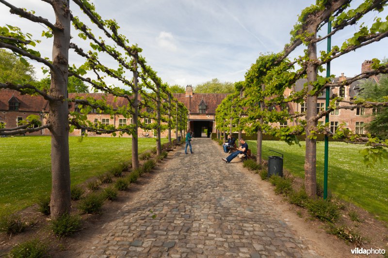 Leilindes in het Begijnhof