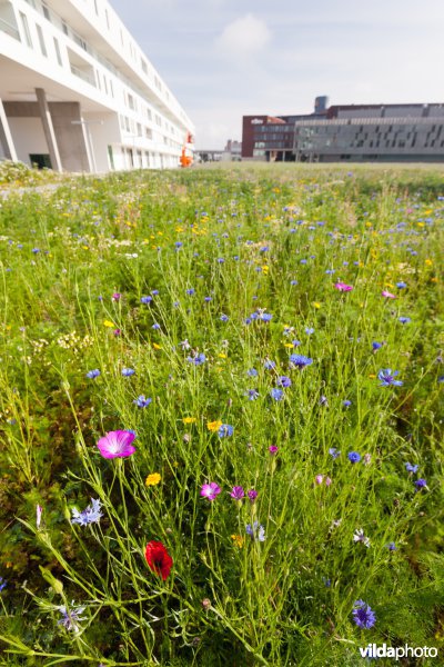 Tijdelijke natuur in de stad