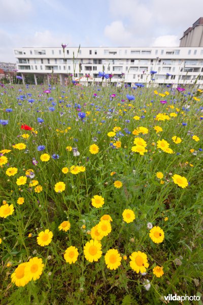 Tijdelijke natuur in de stad