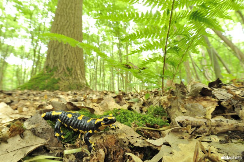 Vuursalamander (alle ondersoorten)