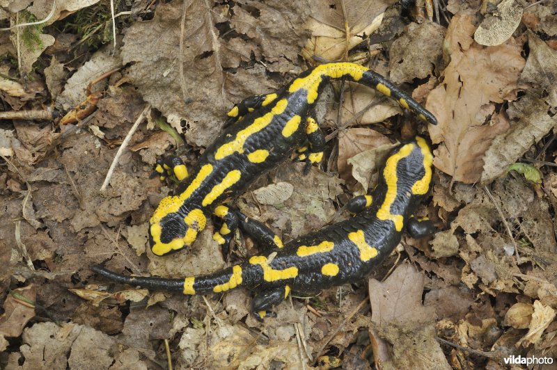 Vuursalamander (alle ondersoorten)