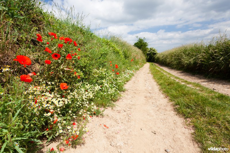 Klaprozen langs een veldweg