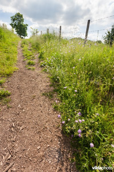 Beemdkroon naast een wandelpad