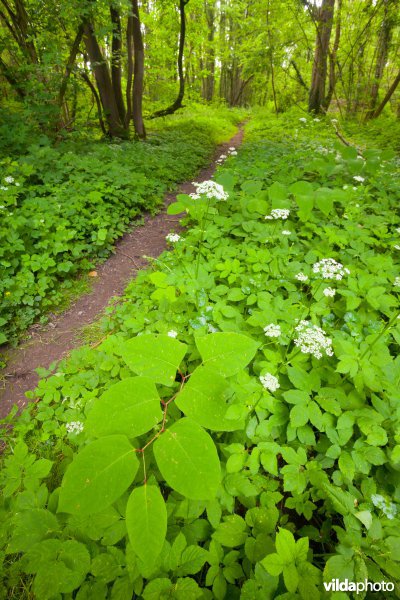 Wandelpad in het Meldertbos