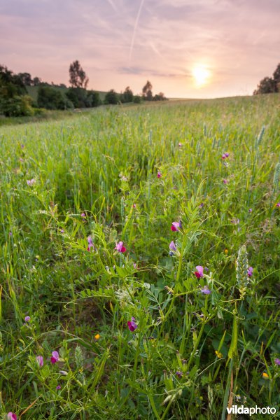 Bloemrijk akkertje