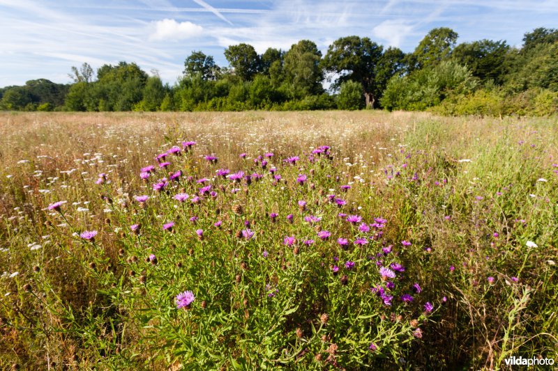 Knoopkruid in een bloemrijk akkertje