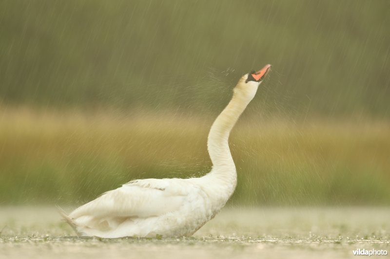 Knobbelzwaan in de regen